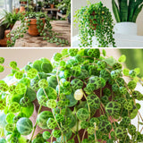 String of Turtles Live Plant, Indoor Succulent Plant, 2 Inch Pot