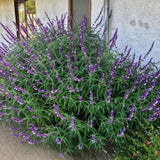 4 Purple Sage Live Plants, Salvia Plants, Outdoor Garden Plant, 4-6 Inch Tall
