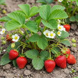 2 Red Strawberry Plants Live, Indoor Outdoor Plant, 4-6 Inch Tall