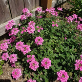 3 Pink Verbena Plants Live, Verbena Flower Plant, 4-6 Inch Tall