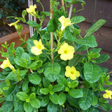 2 Yellow Live Mandevilla Plants, Patio Container Plant, 4-6 Inch Tall