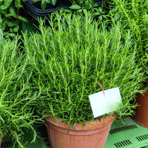 Upright Rosemary Live Plant, Outdoor Garden Herb Plant, 5-9 Inch Tall