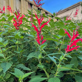Pineapple Live Salvia Sage Plant, Perennial Plant, 2-3 Inch Tall