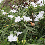 6 Dwarf White Mexican Petunia Live Plants, Live Starter Plant, 4-6 Inch Tall