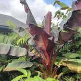 Red Foliage Banana Plant Live, Sweet Fruit Banana Tree 4-7 Inch Tall