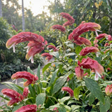 3 Red Shrimp Plants Live, Vibrant Flower Starter Plant, 4-7 Inch Tall