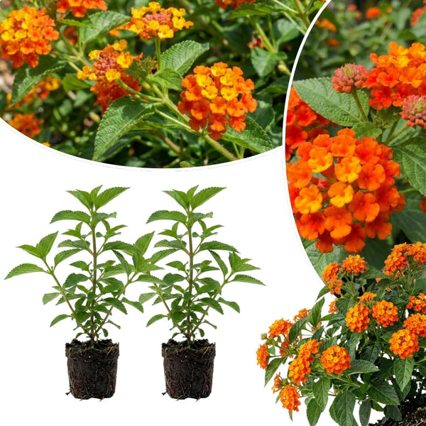 2 Bright Orange Lantana Plants Live, Home Garden Plant, 4-7 Inch Tall