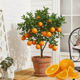 1.5 Years Old Seedless Orange Mandarin Orange Tree Live Plant, 1-2 Ft Tall
