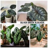 2 Silver Green Alocasia Live Plants, Patio Container Plant, 4-6 Inch Tall