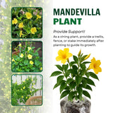 2 Yellow Live Mandevilla Plants, Patio Container Plant, 4-6 Inch Tall