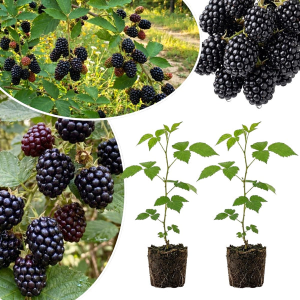 2 Ouachita Black Berry Plants Live, Hardy Garden Plant, 4-6 Inch Tall