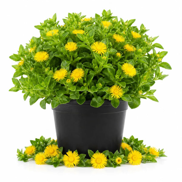 Yellow Ice Plant Live Plant, Ground Cover, 4 Inch Pot