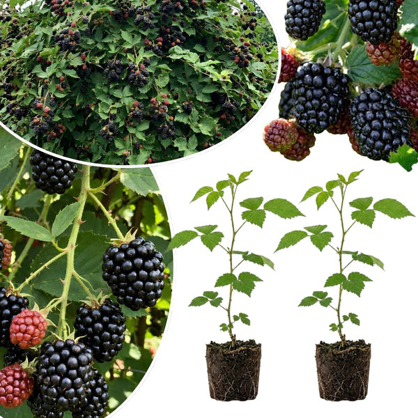 2 Big Live Black Berry Plants, Perennial Berry Bush, 4-6 Inch Tall