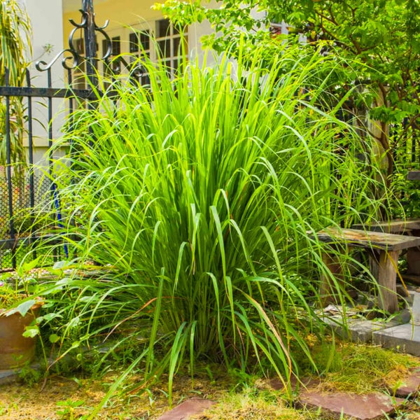 2 Lemon Grass Live Plants, Fragrant Herb Plant, 6-10 Inch Tall