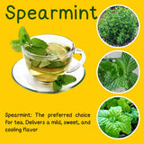 2 Spearmint Herb Live Plants, Fragrant Culinary Herb, 4-5 Inch Tall