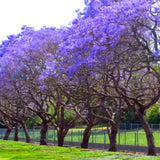 Purple Blue Jacaranda Tree Plant Live, 4-7 Inch Tall, 4 Inch Pot