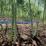 20 Green Asparagus Live Roots, Ready to Grow Plant