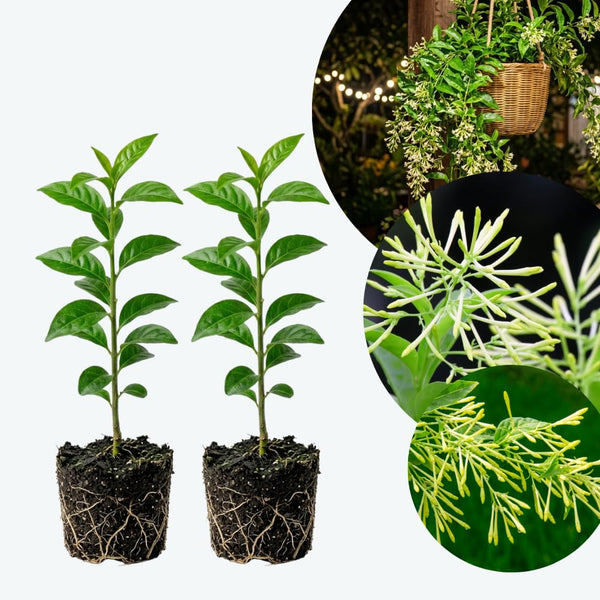 2 Night Blooming Jasmine Plants, Live Starter Plant, 4-6 Inch Tall