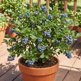 2 Biloxi Blueberry Bush Plant Live, Fruit Tree Seedling, 4-6 Inch Tall