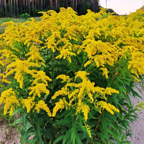 20 Yellow Goldenrod Live Bare Roots