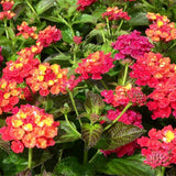 2 Dallas Red Lantana Live Plants, Lantana Flower Plant, 4-7 Inch Tall