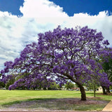 Jacaranda Tree Seedling, Ornamental Tree, 4-6 Inch Tall, 4 Inch Pot