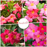 2 Bright Red Mandevilla Live Plants, Mandevilla Live Plant, 4-6 Inch Tall