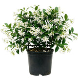 White Star Jasmine Plant Live, 10 Inch Tall, 3 Inch Pot