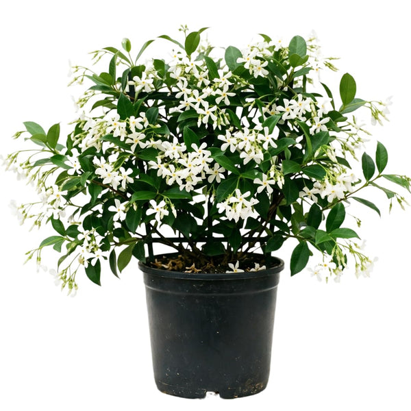 White Star Jasmine Plant Live, 10 Inch Tall, 3 Inch Pot
