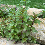 2 Chocolate Mint Plants Live, 4-5 Inch Tall