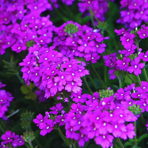 3 Purple Verbena Live Plants