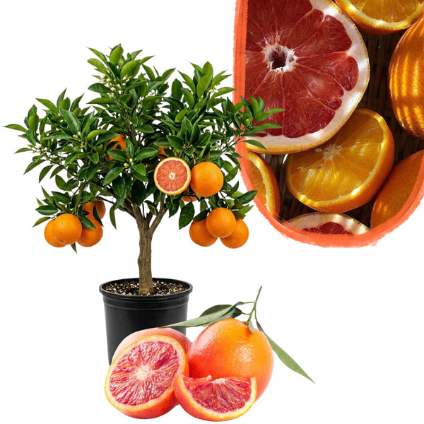 Red Navel Orange Tree, Grafted Citrus Plant, 2-3 Ft Tall, 1 Gallon Pot