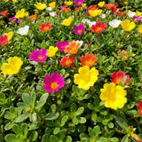 4 Assorted Portulaca Plants Live, Hardy Garden Plant, 4-7 Inch Tall