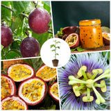 Purple Passionfruit Plant, Passion Fruit Plant Live, 4-6 Inch Tall
