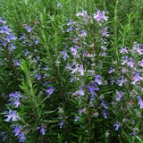 3 Live Rosemary Herb Plants 4-6" Tall