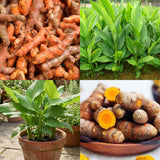 10 Turmeric Roots, Curcuma Turmeric Rhizomes for Planting
