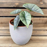 2 Silver Alocasia Live Plants, Hardy Garden Plant, 4-6 Inch Tall