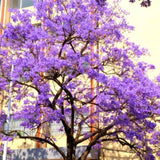 Purple Blue Jacaranda Tree Plant Live, 4-7 Inch Tall, 4 Inch Pot