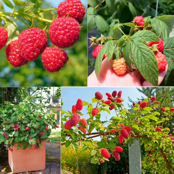 2 Nantahala Raspberry Plants Live, 4-6 Inch Tall