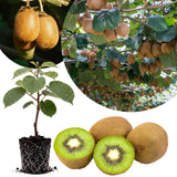 Hardy Kiwi Berry Live Plant, Outdoor Garden Fruit Vine, 4-6 Inch Tall