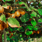 Hardy Kiwi Berry Live Plant, Outdoor Garden Fruit Vine, 4-6 Inch Tall