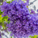 Jacaranda Tree Live Plant, 4-6 Inches Tall,