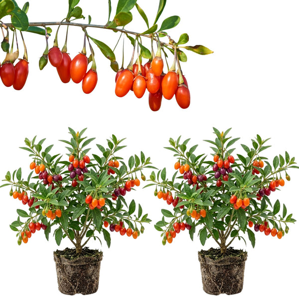 2 Goji Berry Plants, Sweet Edible Fruit, 4-6 Inch Tall