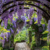 10 Purple Wisteria Seeds Climbing Flower Plant for Garden Yard and Outdoor Space