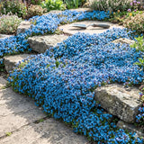 100 Blue Creeping Thyme Seeds, Creeping Thyme Plants, Ground Cover Plants