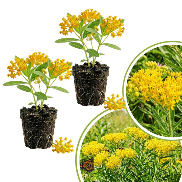 2 Yellow Milkweed Live Plants, Asclepias Tuberosa, 4-6 Inch Tall