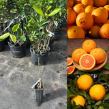 Orange Tree, Patio Container Plant, 1-2 Ft Tall, 1 Gallon Pot