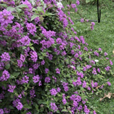 Set 2 Purple Lantana Live Plant 4-6 Inches Tall