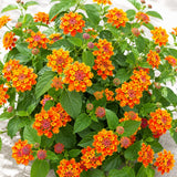 2 Bright Orange Lantana Plants Live, Lantana Flower Plant, 4-6 Inches Tall