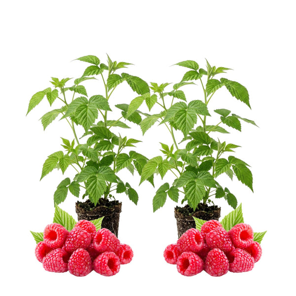2 Red Raspberry Live Plants, Home Garden Plant, 4-6 Inch Tall